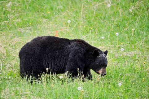 American Black Bear (Ursus americanus) eating plants, Jasper National Park, Alberta, Canada