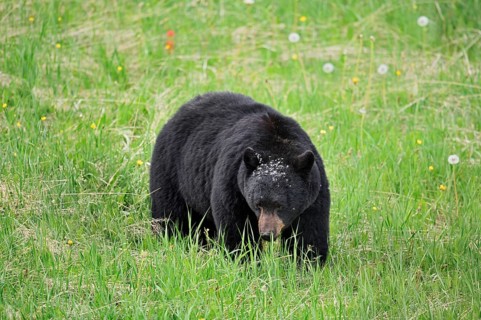 American Black Bear (Ursus americanus) eating plants, Jasper National Park, Alberta, Canada