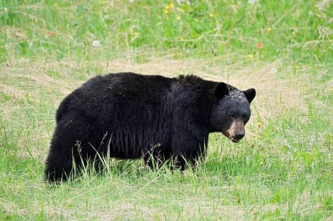 American Black Bear (Ursus americanus), Jasper National Park, Alberta, Canada