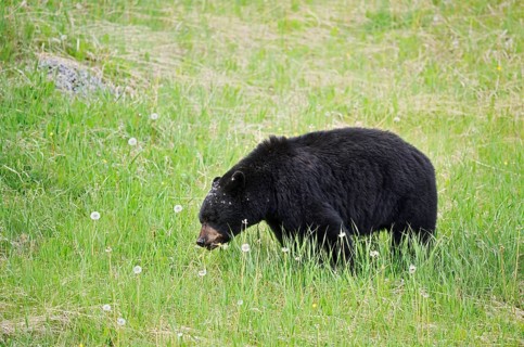 American Black Bear (Ursus americanus) eating plants, Jasper National Park, Alberta, Canada