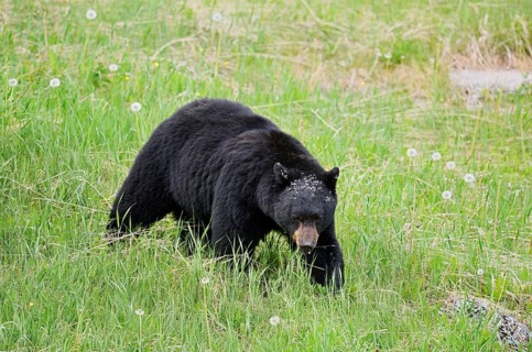 American Black Bear (Ursus americanus), Jasper National Park, Alberta, Canada