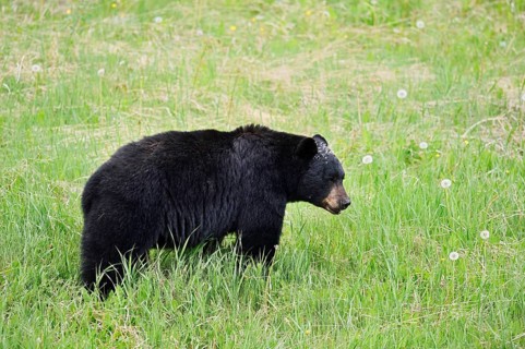 American Black Bear (Ursus americanus) eating plants, Jasper National Park, Alberta, Canada
