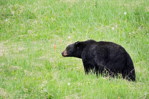 American Black Bear (Ursus americanus), Jasper National Park, Alberta, Canada