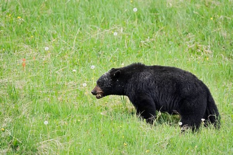American Black Bear (Ursus americanus) eating plants, Jasper National Park, Alberta, Canada