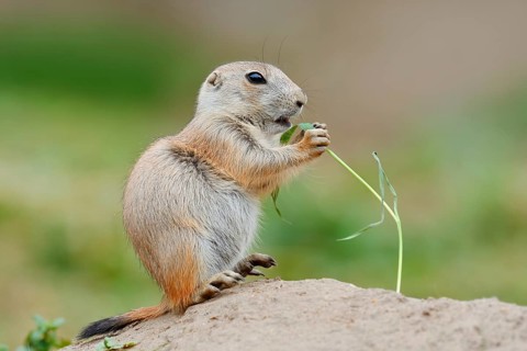 Black-tailed prairie dog (Cynomys ludovicianus), young sits on the burrow and eats a blade of