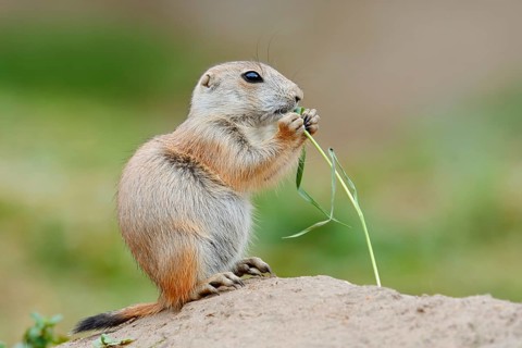 Black-tailed prairie dog (Cynomys ludovicianus), young sits on the burrow and eats a blade of