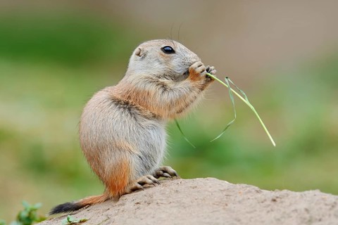 Black-tailed prairie dog (Cynomys ludovicianus), young sits on the burrow and eats a blade of