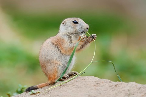 Black-tailed prairie dog (Cynomys ludovicianus), young sits on the burrow and eats a blade of