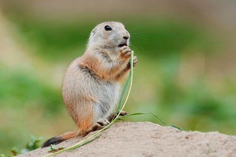 Black-tailed prairie dog (Cynomys ludovicianus), young sits on the burrow and eats a blade of