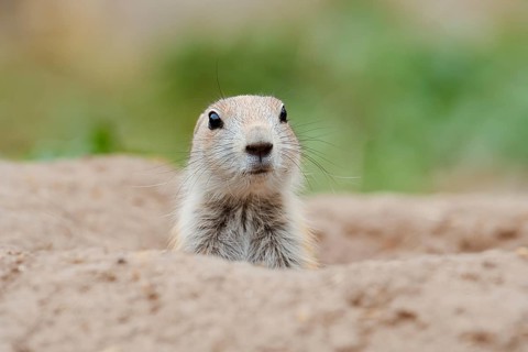 Black-tailed prairie dog (Cynomys ludovicianus), young animal looks out of the den, captive,