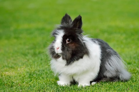 Lionhead rabbit (Oryctolagus cuniculus forma domestica) in a meadow, North Rhine-Westphalia,