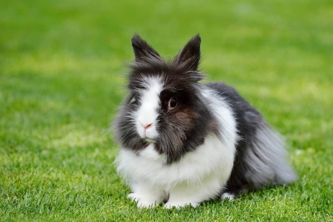 Lionhead rabbit (Oryctolagus cuniculus forma domestica) in a meadow, North Rhine-Westphalia,