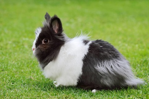Lionhead rabbit (Oryctolagus cuniculus forma domestica) in a meadow, North Rhine-Westphalia,