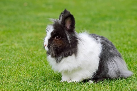 Lionhead rabbit (Oryctolagus cuniculus forma domestica) in a meadow, North Rhine-Westphalia,