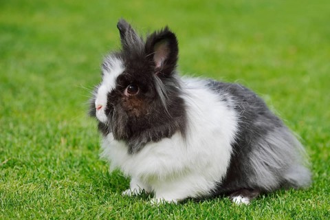Lionhead rabbit (Oryctolagus cuniculus forma domestica) in a meadow, North Rhine-Westphalia,