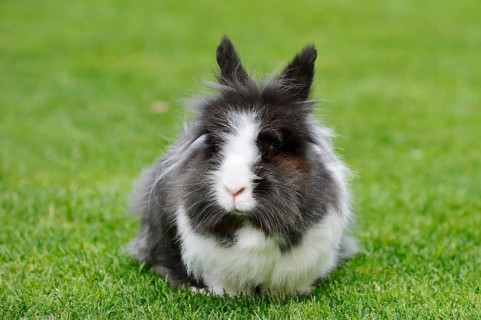 Lionhead rabbit (Oryctolagus cuniculus forma domestica) in a meadow, North Rhine-Westphalia,