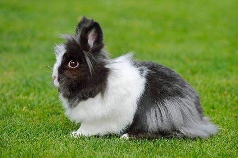 Lionhead rabbit (Oryctolagus cuniculus forma domestica) in a meadow, North Rhine-Westphalia,