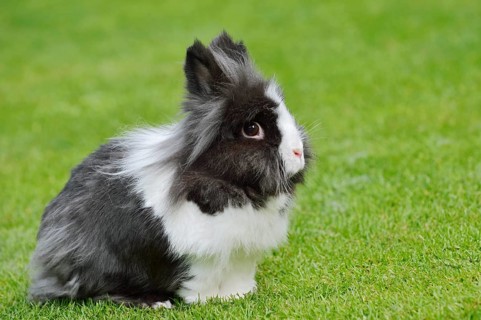 Lionhead rabbit (Oryctolagus cuniculus forma domestica) in a meadow, North Rhine-Westphalia,