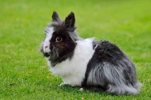 Lionhead rabbit (Oryctolagus cuniculus forma domestica) in a meadow, North Rhine-Westphalia,
