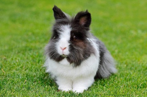 Lionhead rabbit (Oryctolagus cuniculus forma domestica) in a meadow, North Rhine-Westphalia,