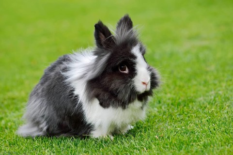 Lionhead rabbit (Oryctolagus cuniculus forma domestica) in a meadow, North Rhine-Westphalia,