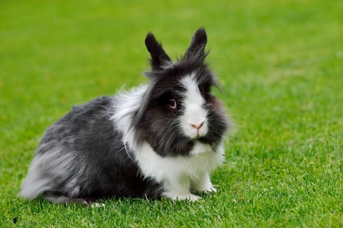 Lionhead rabbit (Oryctolagus cuniculus forma domestica) in a meadow, North Rhine-Westphalia,
