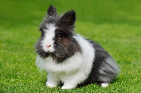 Lionhead rabbit (Oryctolagus cuniculus forma domestica) in a meadow, North Rhine-Westphalia,