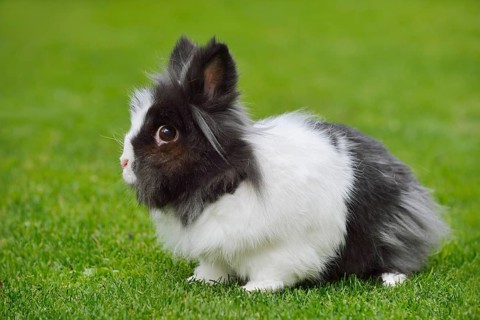 Lionhead rabbit (Oryctolagus cuniculus forma domestica) in a meadow, North Rhine-Westphalia,
