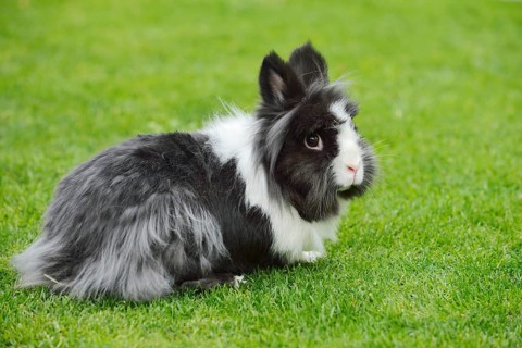 Lionhead rabbit (Oryctolagus cuniculus forma domestica) in a meadow, North Rhine-Westphalia,