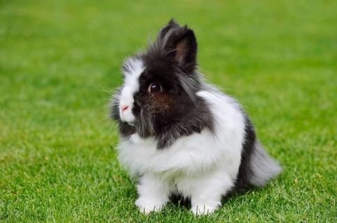Lionhead rabbit (Oryctolagus cuniculus forma domestica) in a meadow, North Rhine-Westphalia,