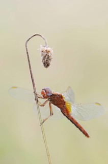 Scarlet Dragonfly (Crocothemis erythraea), male coloured female, North Rhine-Westphalia, Germany