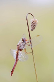 Scarlet Dragonfly (Crocothemis erythraea), male coloured female, North Rhine-Westphalia, Germany