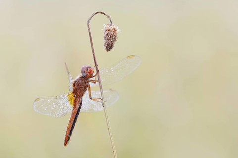 Scarlet Dragonfly (Crocothemis erythraea), male coloured female, North Rhine-Westphalia, Germany