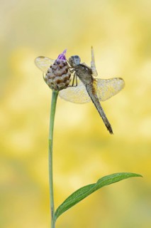 Scarlet Dragonfly (Crocothemis erythraea), female, North Rhine-Westphalia, Germany