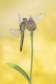 Scarlet Dragonfly (Crocothemis erythraea), female, North Rhine-Westphalia, Germany