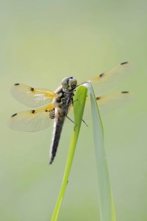 Four-spot (Libellula quadrimaculata), male, North Rhine-Westphalia, Germany