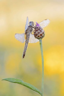 Scarlet Dragonfly (Crocothemis erythraea), female, North Rhine-Westphalia, Germany