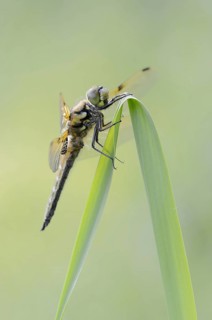 Four-spot (Libellula quadrimaculata), male, North Rhine-Westphalia, Germany