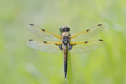 Four-spot (Libellula quadrimaculata), male, North Rhine-Westphalia, Germany
