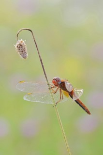 Scarlet Dragonfly (Crocothemis erythraea), male coloured female, North Rhine-Westphalia, Germany