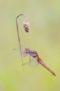 Scarlet Dragonfly (Crocothemis erythraea), male coloured female, North Rhine-Westphalia, Germany