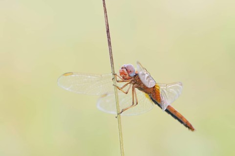 Scarlet Dragonfly (Crocothemis erythraea), male coloured female, North Rhine-Westphalia, Germany