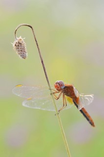 Scarlet Dragonfly (Crocothemis erythraea), male coloured female, North Rhine-Westphalia, Germany