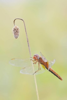 Scarlet Dragonfly (Crocothemis erythraea), male coloured female, North Rhine-Westphalia, Germany