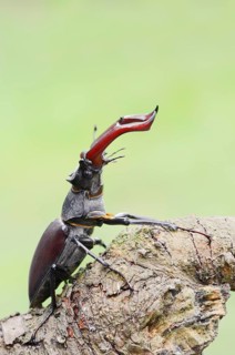 Stag beetle (Lucanus cervus), male, Normandy, France