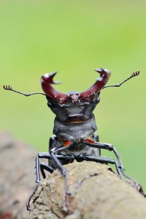 Stag beetle (Lucanus cervus), male, Normandy, France