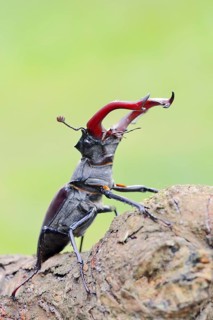 Stag beetle (Lucanus cervus), male, Normandy, France