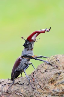 Stag beetle (Lucanus cervus), male, Normandy, France
