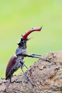 Stag beetle (Lucanus cervus), male, Normandy, France