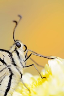 Swallowtail (Papilio machaon), North Rhine-Westphalia, Germany